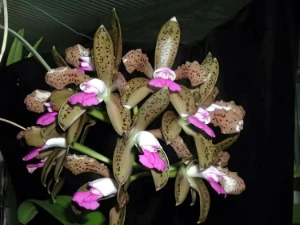 Image de Cattleya guttata 3